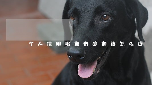 个人信用报告有逾期该怎么还 个人信用报告有逾期该怎么还