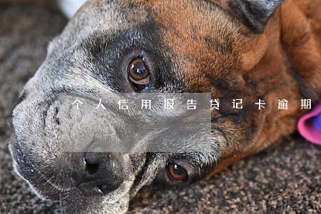 个人信用报告贷记卡逾期月份数