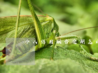 个人信用报告逾期怎么查询 个人信用报告逾期怎么查询
