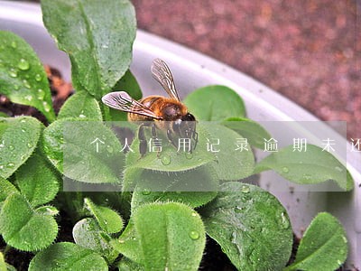 个人信用记录逾期未还