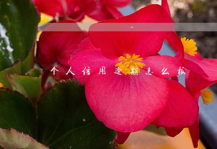 个人信用逾期怎么板 个人信用逾期怎么板