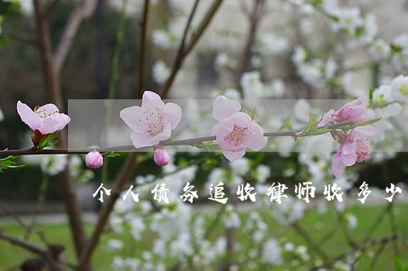个人债务追收律师收多少 个人债务追收律师收多少