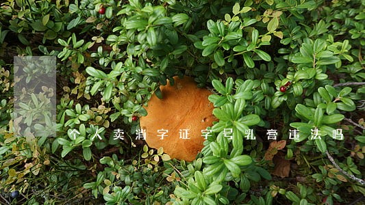 个人卖消字证字号乳膏违法吗