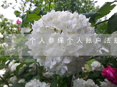 个人参保个人账户法规 个人参保个人账户法规
