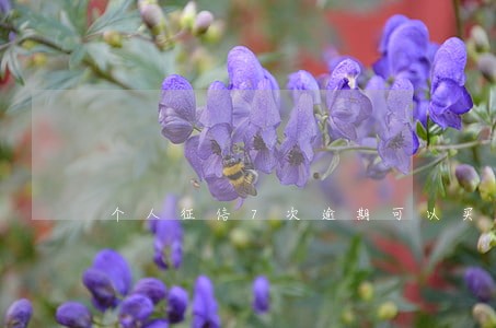 个人征信7次逾期可以买房