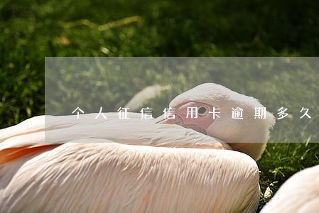 个人征信信用卡逾期多久清楚 个人征信信用卡逾期多久清楚
