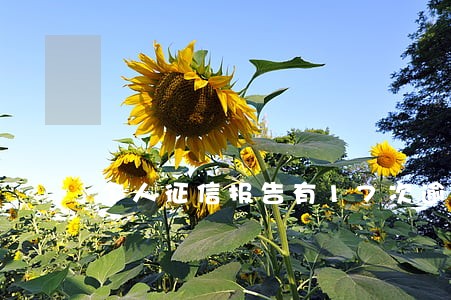 个人征信报告有17次逾期 个人征信报告有17次逾期