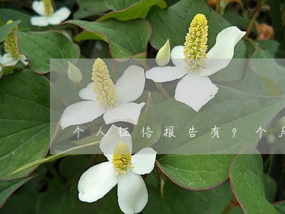个人征信报告有9个月逾期 个人征信报告有9个月逾期