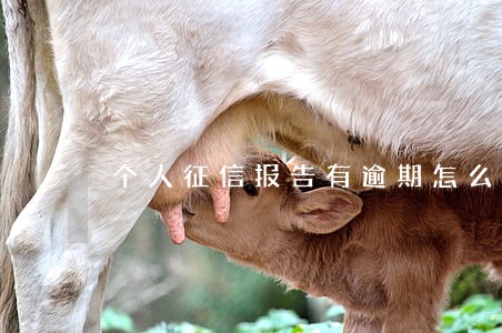 个人征信报告有逾期怎么办6 个人征信报告有逾期怎么办6