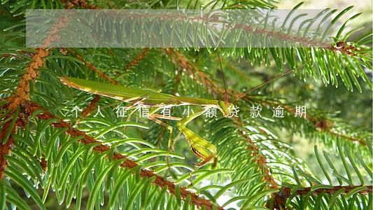 个人征信有小额贷款逾期