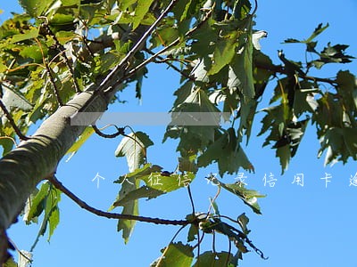 个人征信记录信用卡逾期 个人征信记录信用卡逾期