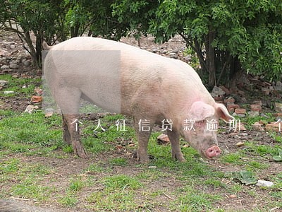 个人征信贷款逾期一个月 个人征信贷款逾期一个月