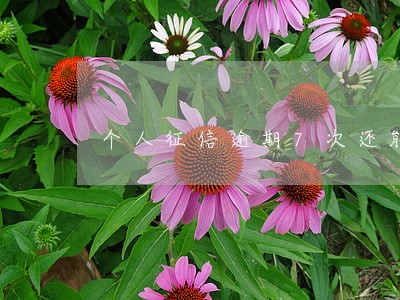 个人征信逾期7次还能用公积金吗 个人征信逾期7次还能用公积金吗