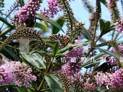 个人征信逾期几期不能贷款