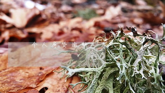 个人房贷逾期1天 个人房贷逾期1天
