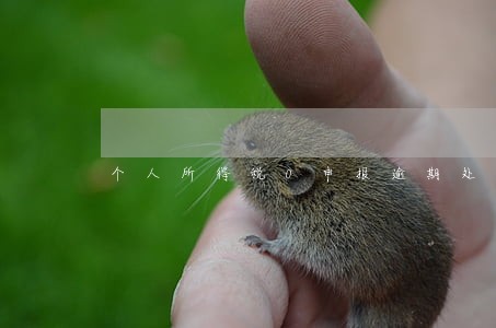个人所得税0申报逾期处罚 个人所得税0申报逾期处罚