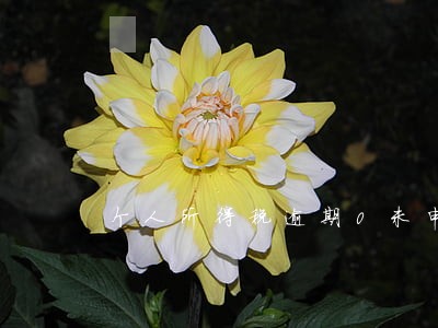 个人所得税逾期0未申报 个人所得税逾期0未申报