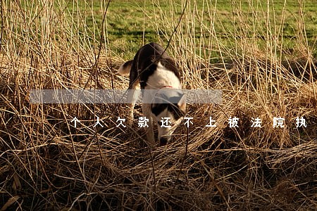 个人欠款还不上被法院执行