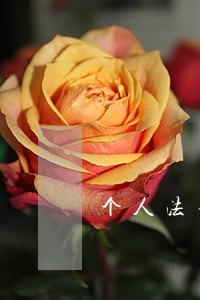 个人法律咨询联系方式 个人法律咨询联系方式