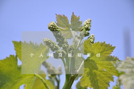 个人网贷逾期重组 个人网贷逾期重组