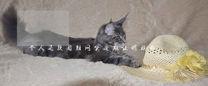 个人还款困难网贷逾期证明模板