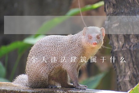 个人违法建筑属于什么 个人违法建筑属于什么
