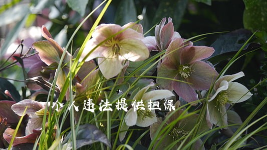 个人违法提供担保 个人违法提供担保
