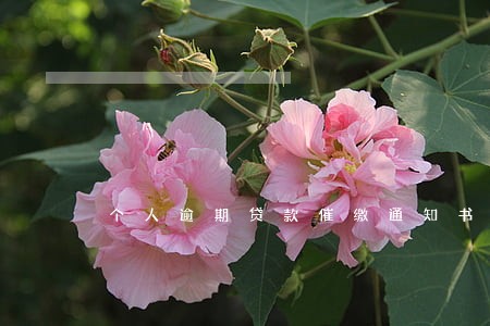 个人逾期贷款催缴通知书 个人逾期贷款催缴通知书