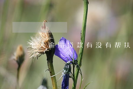 个人逾期贷款有没有帮扶措施 个人逾期贷款有没有帮扶措施