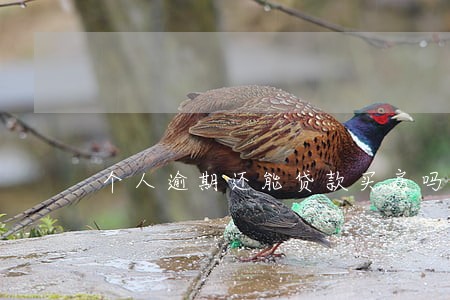 个人逾期还能贷款买房吗 个人逾期还能贷款买房吗