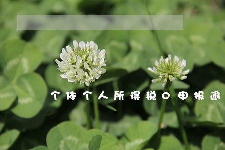 个体个人所得税0申报逾期 个体个人所得税0申报逾期