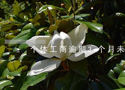 个体工商逾期3个月未抄报 个体工商逾期3个月未抄报