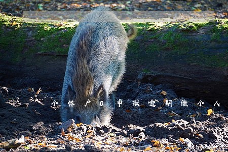 个体户0申报逾期缴个人所得税 个体户0申报逾期缴个人所得税