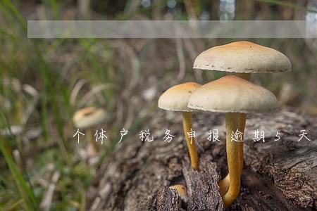 个体户税务申报逾期5天内不罚款 个体户税务申报逾期5天内不罚款