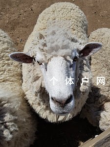 个体户网贷逾期 个体户网贷逾期