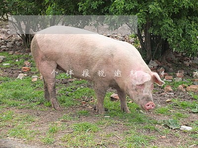 个体报税逾期241天怎么处理