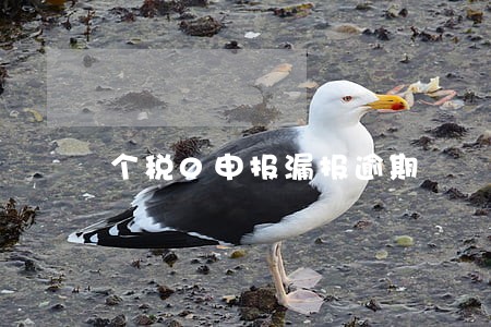 个税0申报漏报逾期 个税0申报漏报逾期