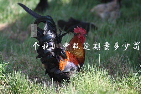 个税0申报逾期要多少罚款 个税0申报逾期要多少罚款