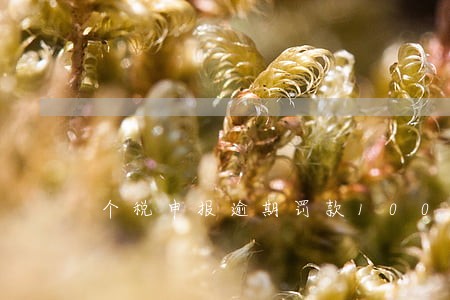 个税申报逾期罚款1000元 个税申报逾期罚款1000元