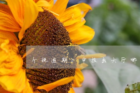 个税逾期0申报去大厅哪什么 个税逾期0申报去大厅哪什么