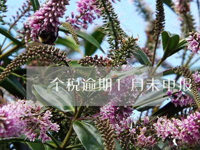 个税逾期1月未申报 个税逾期1月未申报