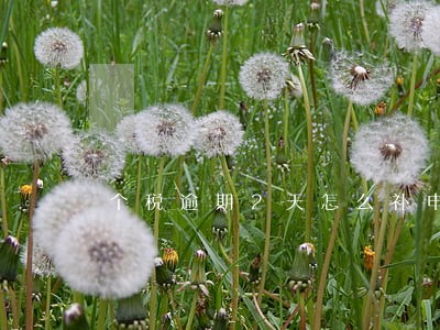 个税逾期2天怎么补申报