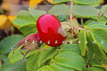 中专学生工的劳动合同法 中专学生工的劳动合同法