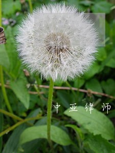 中亚律师 中亚律师