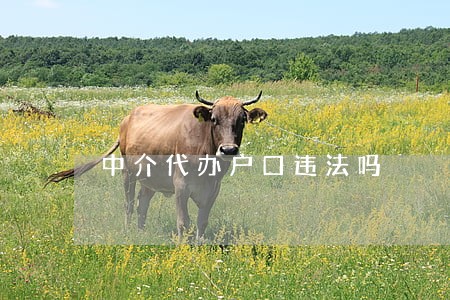 中介代办户口违法吗 中介代办户口违法吗