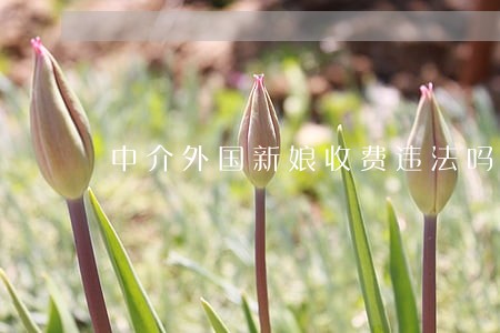 中介外国新娘收费违法吗 中介外国新娘收费违法吗