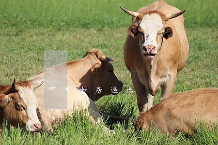 中介扣房违法 中介扣房违法