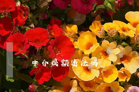 中介提额违法吗 中介提额违法吗