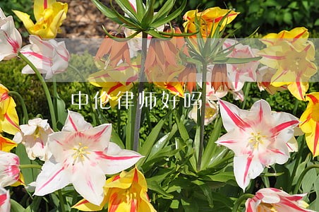 中伦律师好吗 中伦律师好吗