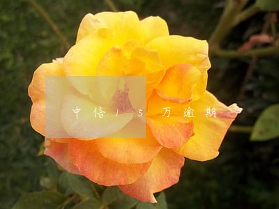 中信15万逾期